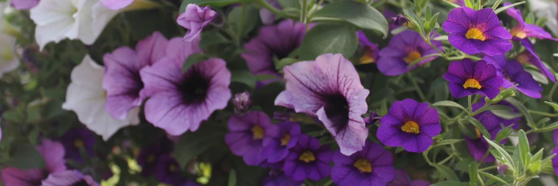 About Us Cut and Dried Flower Farm