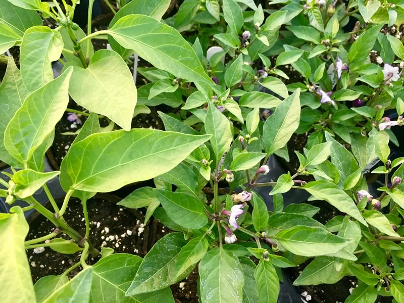 As the pepper plant grows, flowers will form which then grow into peppers.