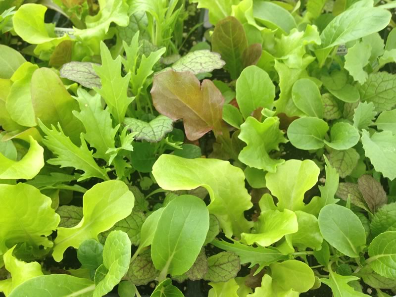 Plant early May and you’ll be eating fresh Lettuce before the end of June!
