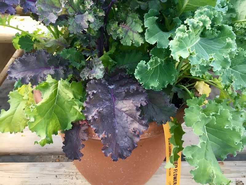 Harvest healthy greens from our Mixed Kale Planters all season long – just cut and they will regrow.