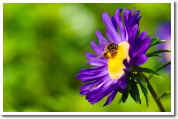 Bees in your Garden