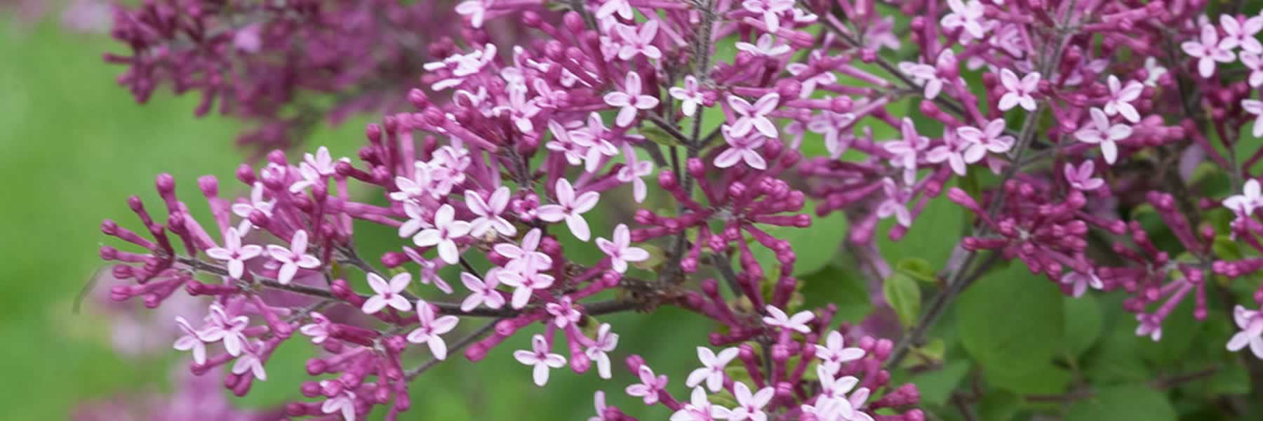 Dark Purple Lilac Bloomerang