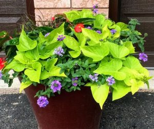 Looking great in a custom planter