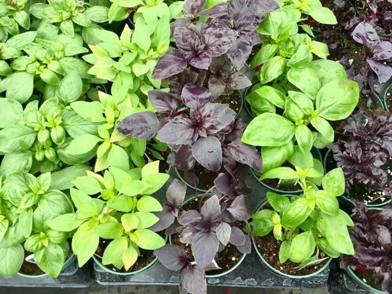 Basil • Cut and Dried Flower Farm