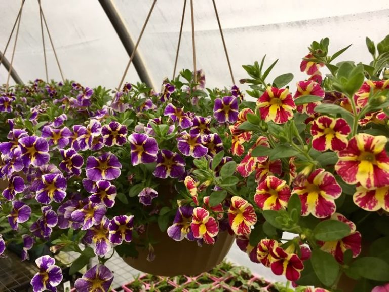 Superbell Hanging Baskets • Cut and Dried Flower Farm