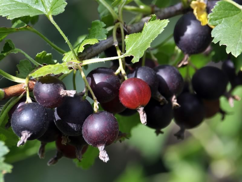 Jostaberry fruit is tangy-sweet and can be described as a mix of grape, blueberry and kiwi fruit!