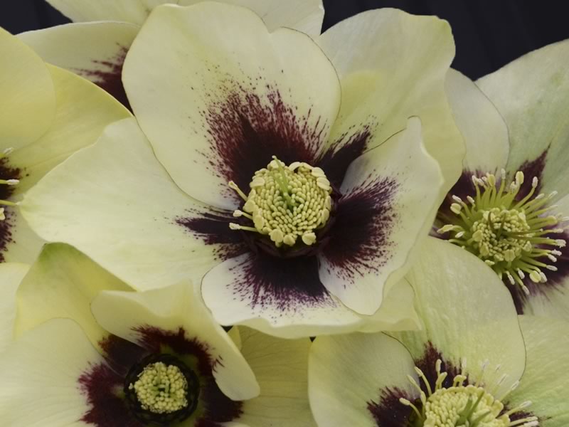 Helleborus Spanish Flare also known as Lenten Rose are a true herald of spring. Photo courtesy of Walters Gardens.