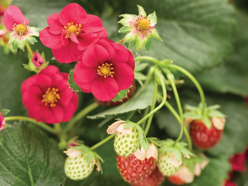 For the best effect and convenience for harvesting fruit, grow Berried Treasure in a container. Photo courtesy of Proven Winners.