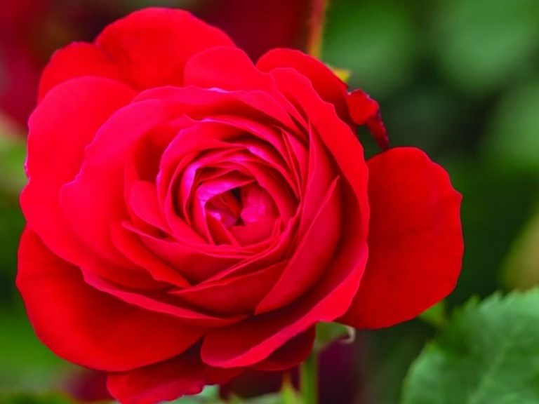 Canadian Shield Rose • Cut and Dried Flower Farm
