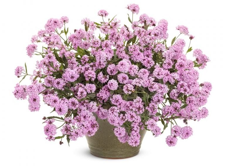 Verbena Cake Pops Pink • Cut and Dried Flower Farm