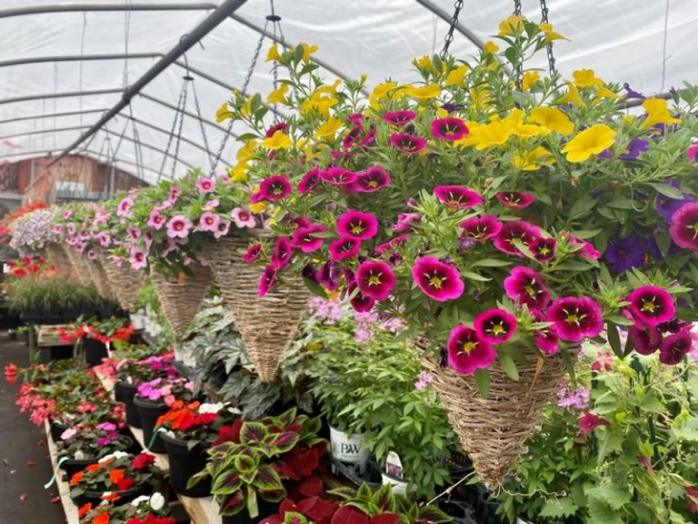 Grapevine Cone Hanging Baskets • Cut and Dried Flower Farm